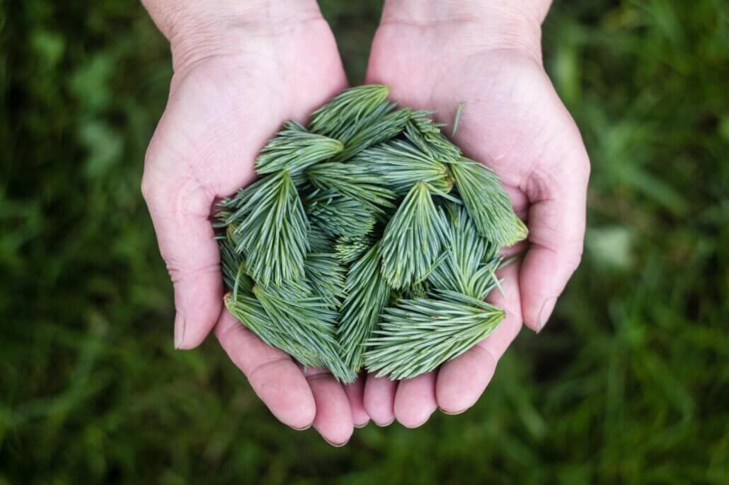 A person’s cupped hands holding long shoots from an evergreen tree